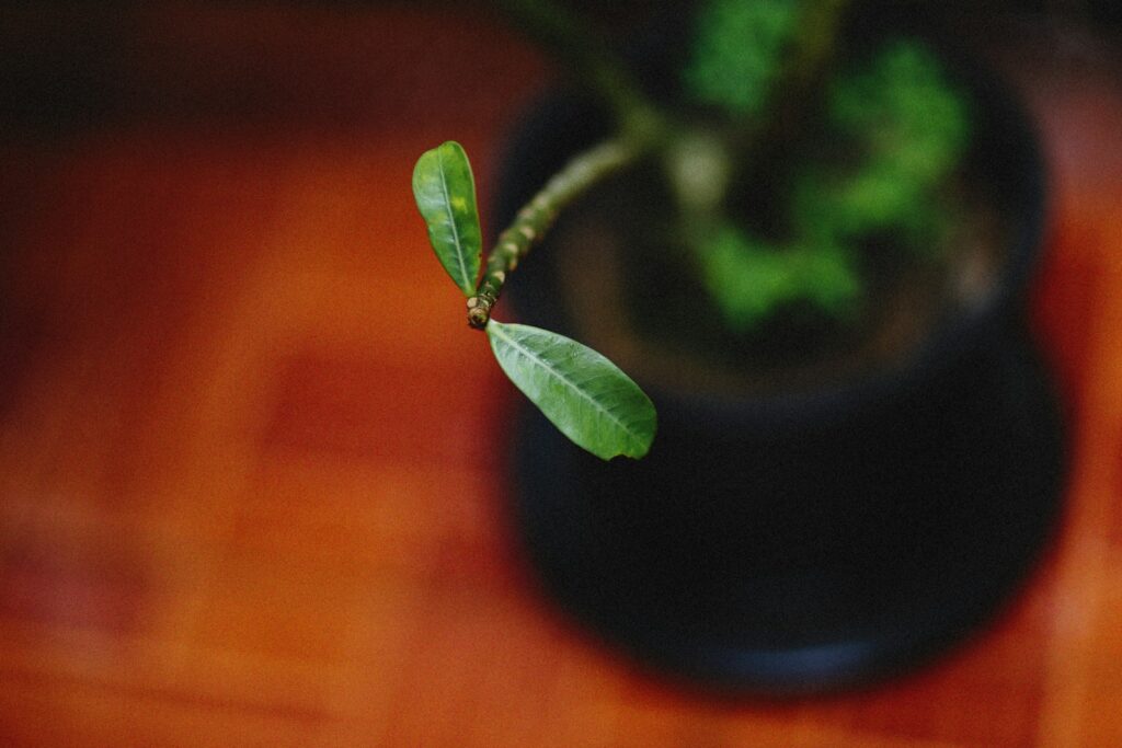 a small green plant sitting on top of a wooden table