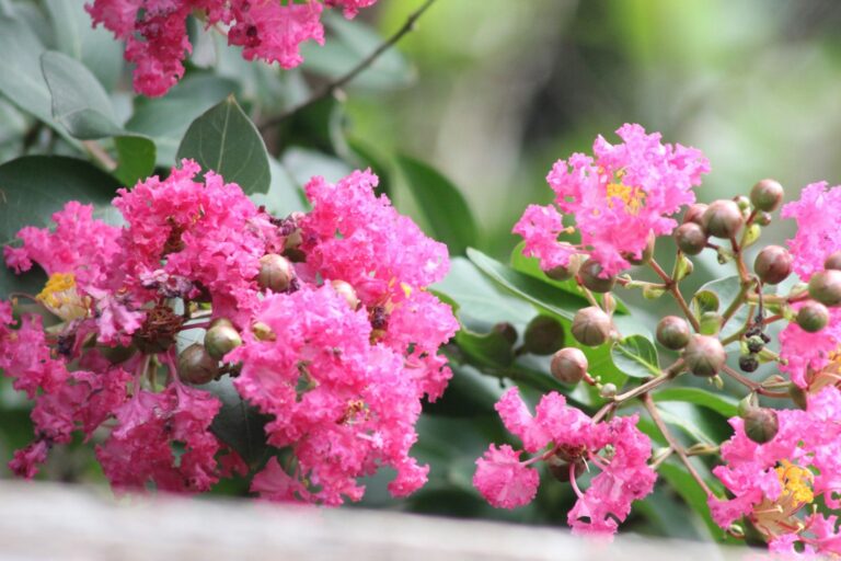 Bright pink crepe myrtle flowers blooming on a branch.