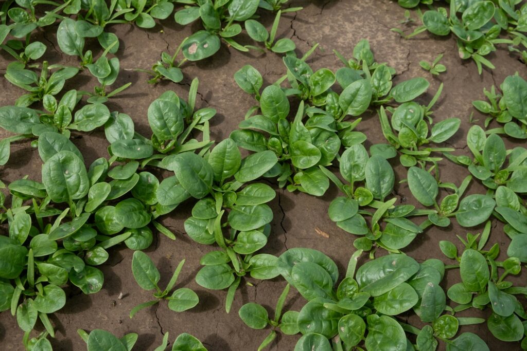Young spinach plants growing in soil
