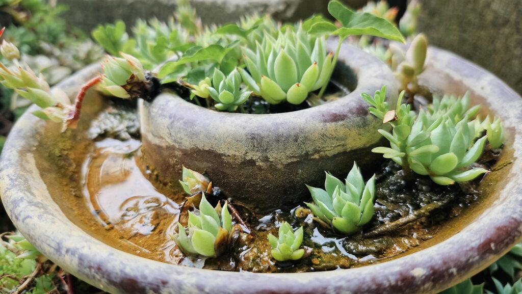 Succulents growing in a decorative stone planter