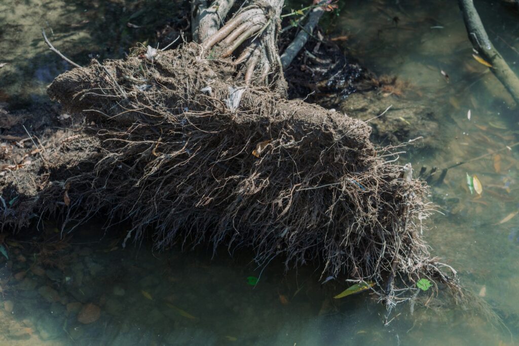 the roots of a tree are exposed in the water
