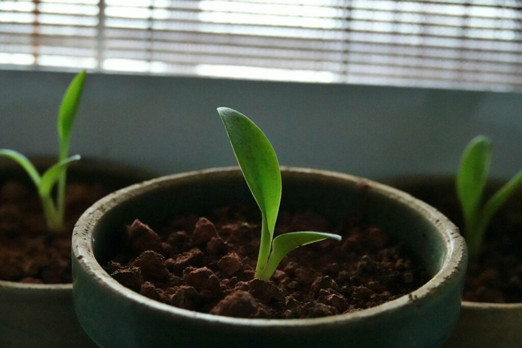 Three young plants growing in small pots