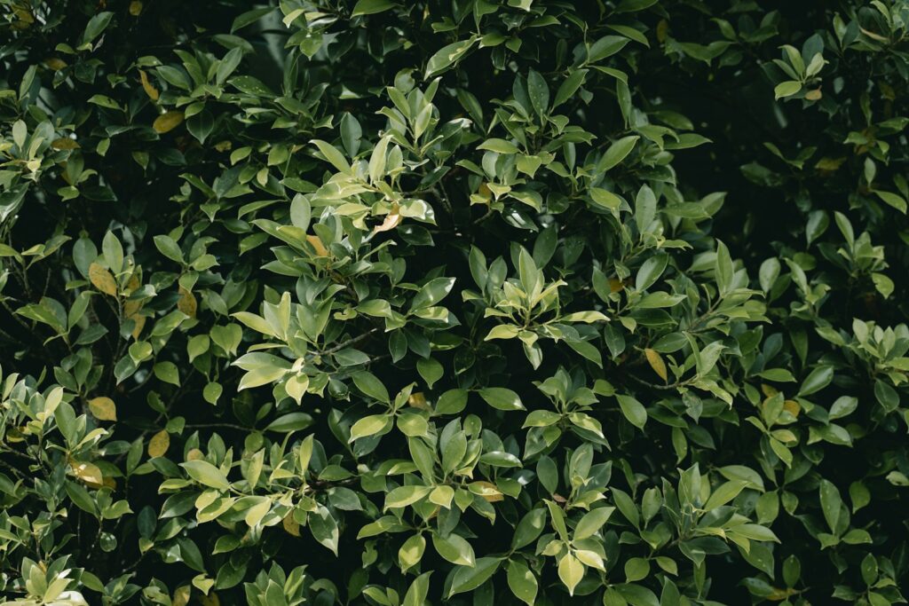 a close up of a bush with green leaves