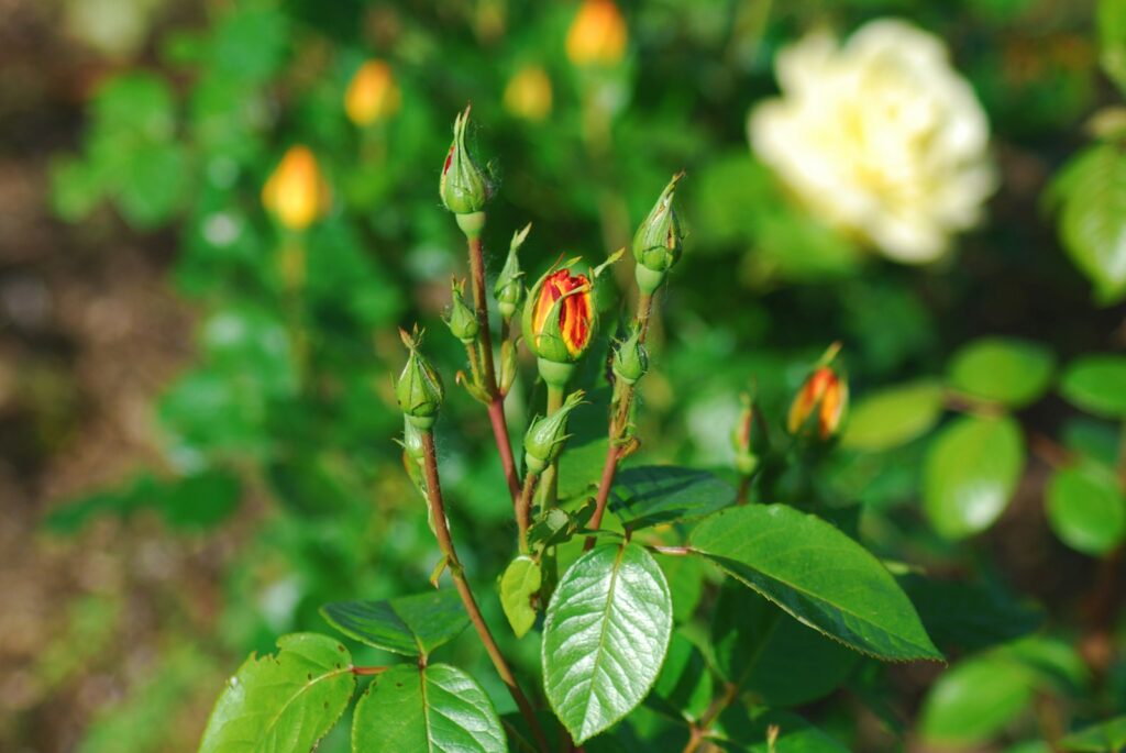 yellow flower with green leaves