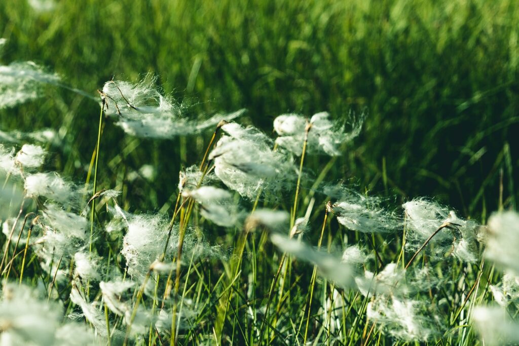 white flower on green grass field during daytime