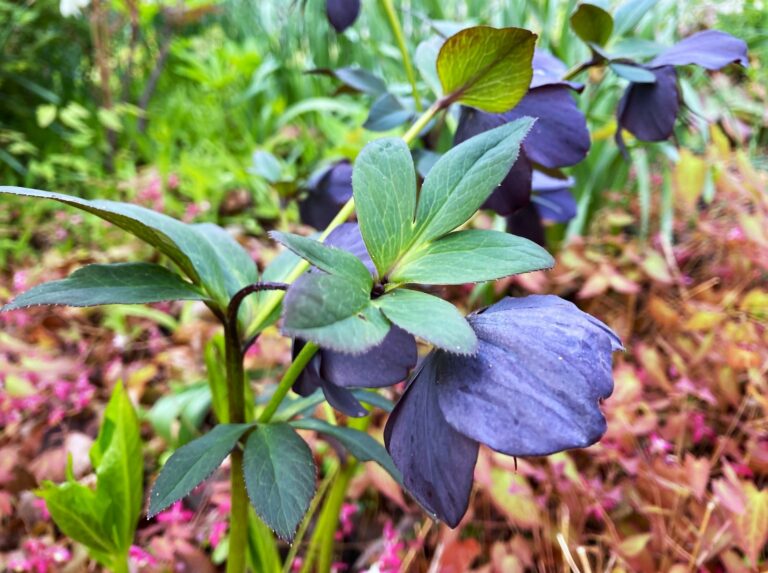 a purple flower with green leaves in a field
