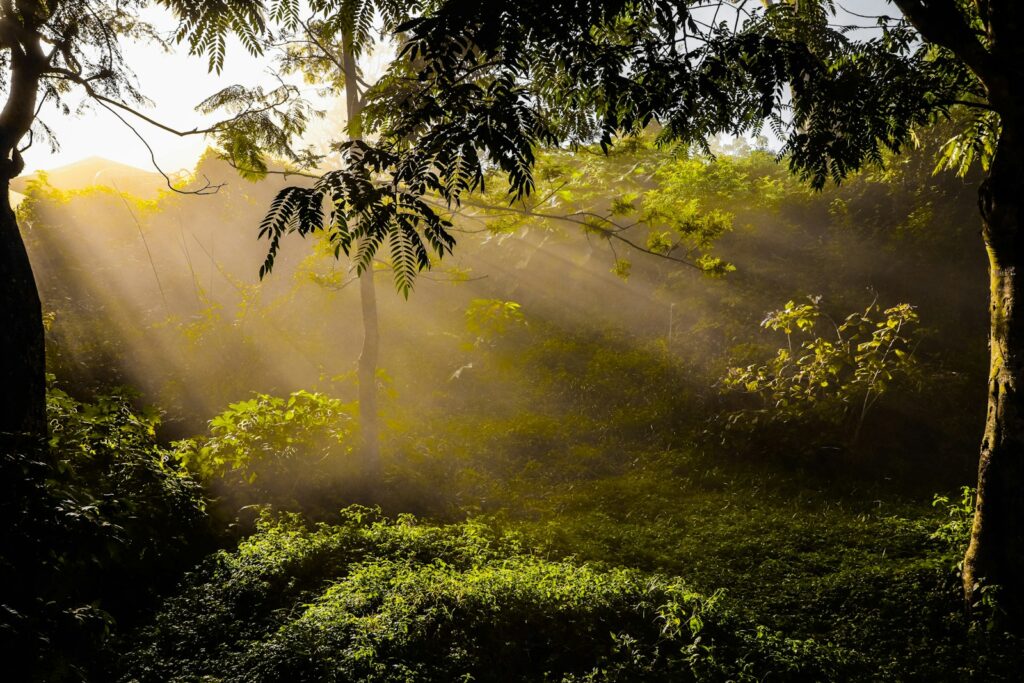 green trees with sun rays