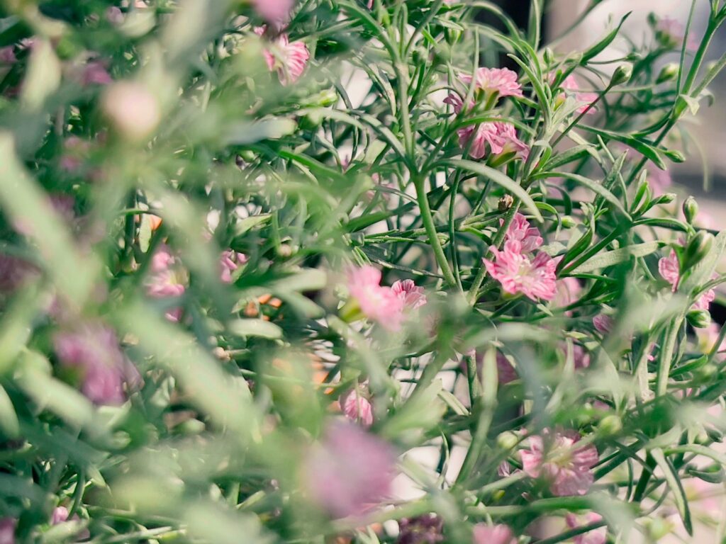 pink flowers with green leaves