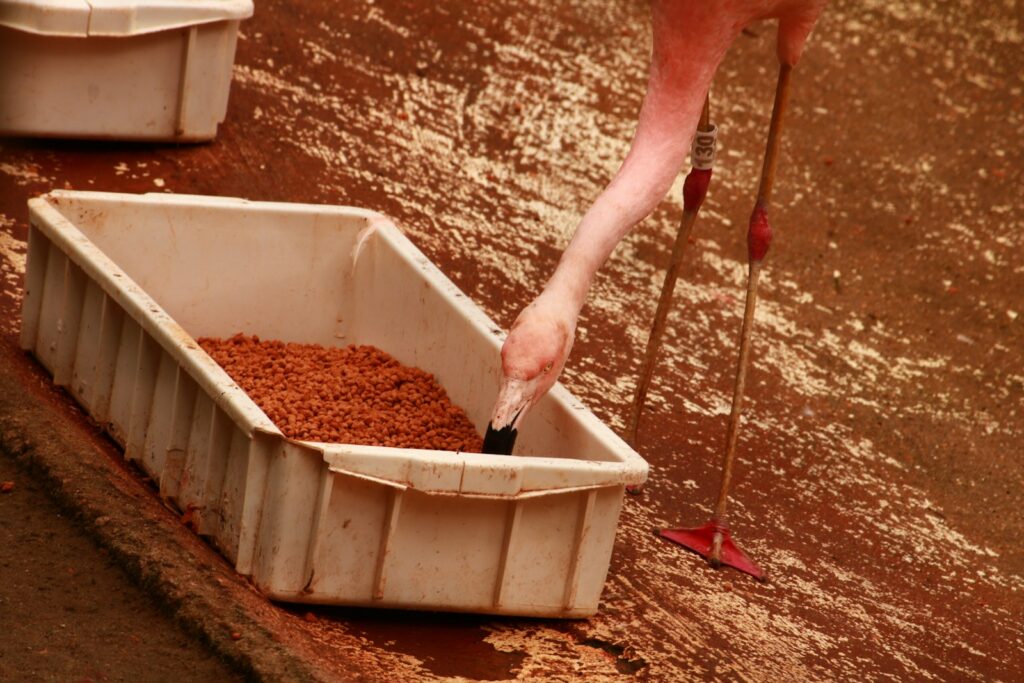 a flamingo standing next to a tub filled with dirt