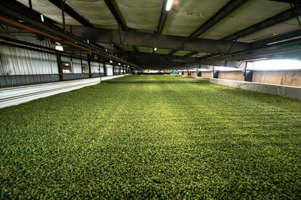 An expansive indoor hops drying area essential for beer brewing and craft beverages.