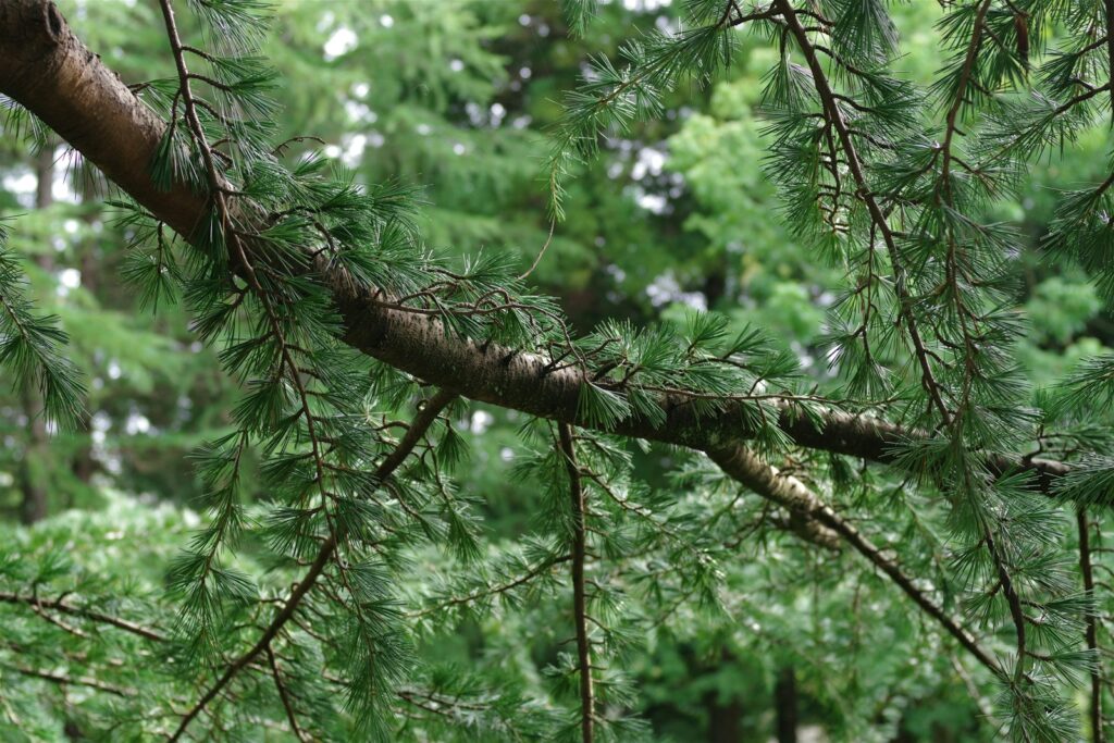 A bird perched on a branch of a tree