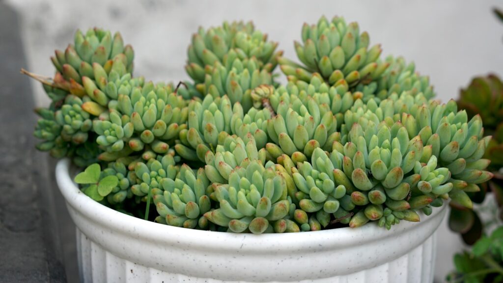 A potted plant sitting next to a wall