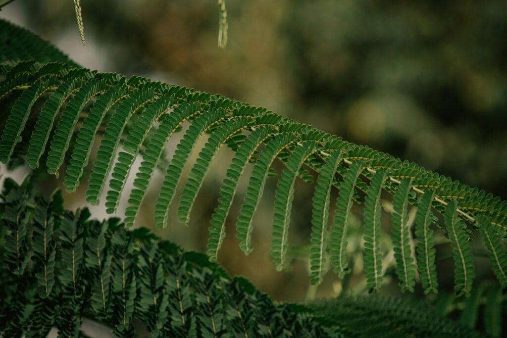 a close up of a green leaf on a tree