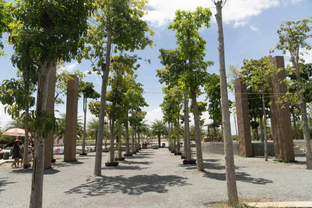 a group of trees in a park