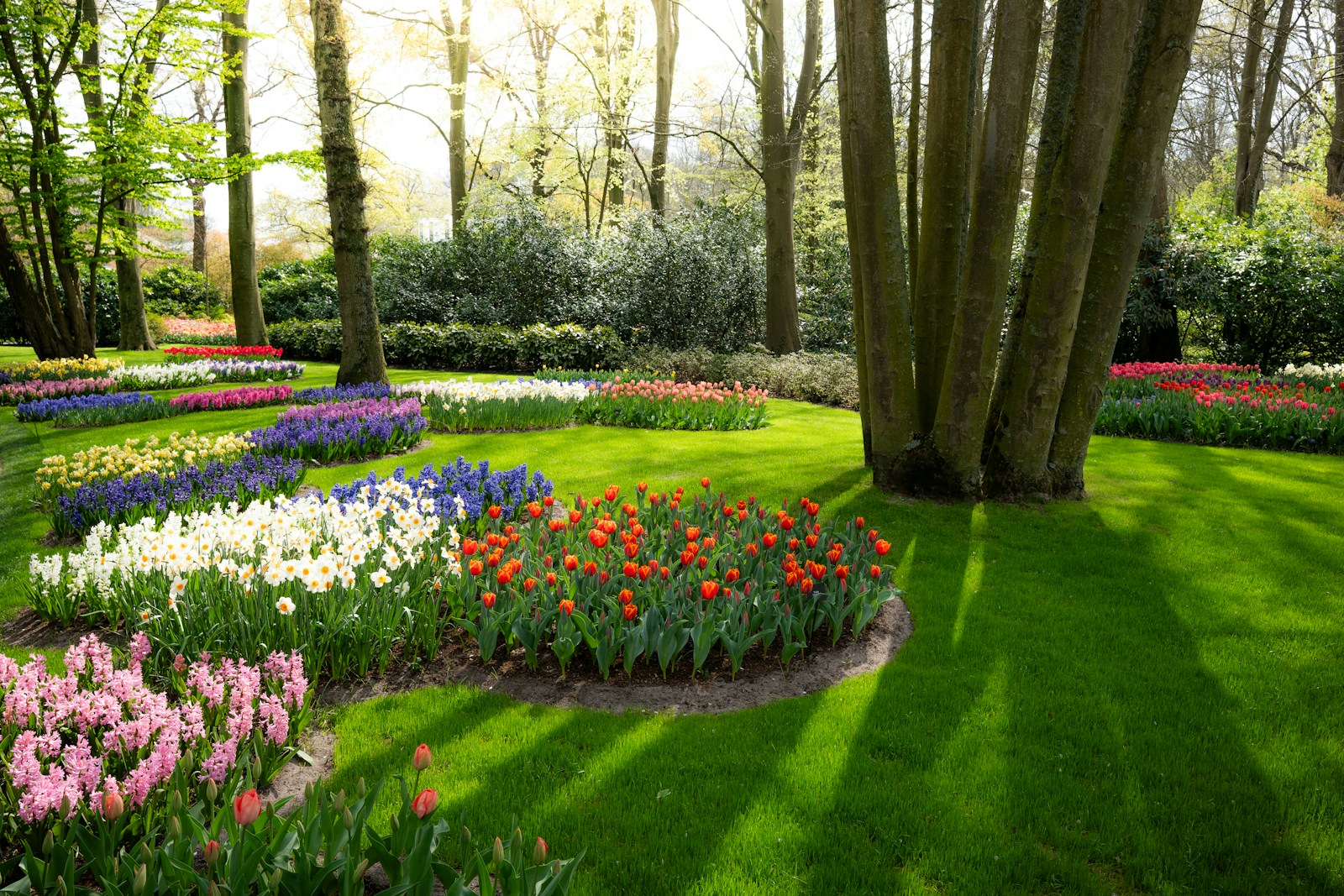 Colorful flower beds in a lush green park