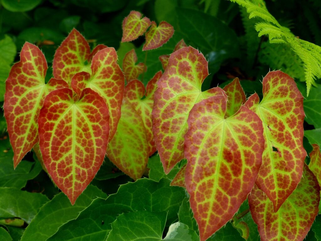 elven flower, epimedium, beautiful leaf drawing, red, epimedium, epimedium, epimedium, epimedium, epimedium