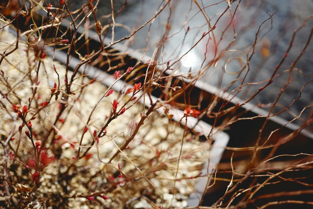 a bush with red berries on it next to a bench