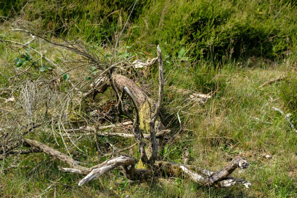 a dead tree in the middle of a field
