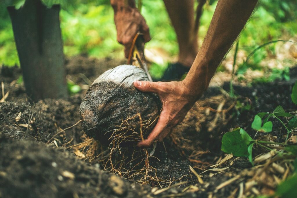 Field worker digs up a coconut from the forest floor