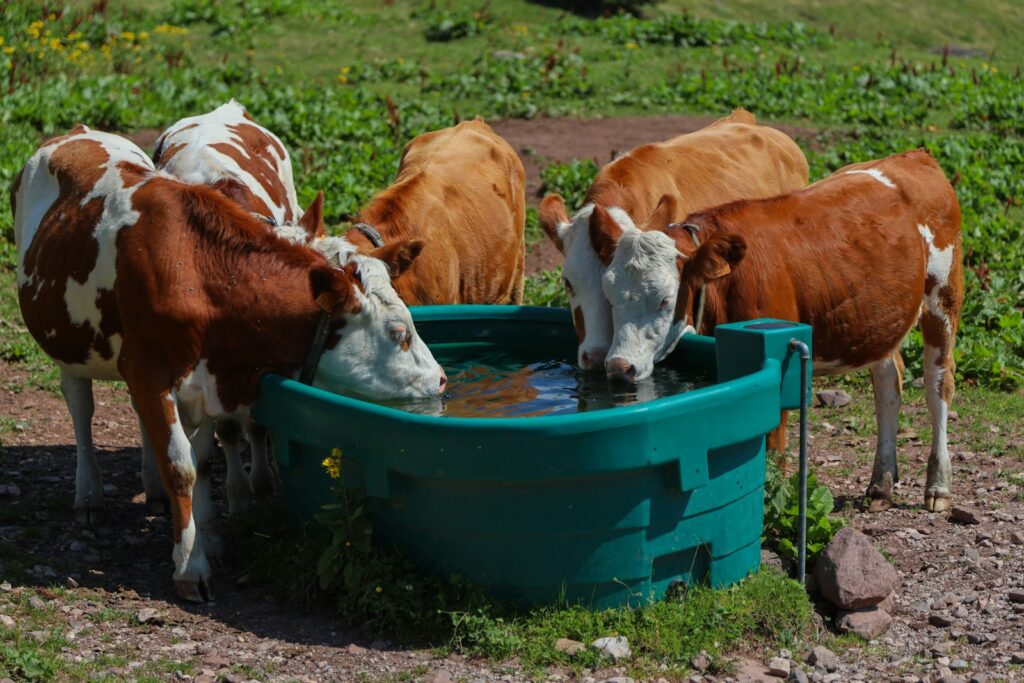 Cows are drinking water from a trough in the meadow.