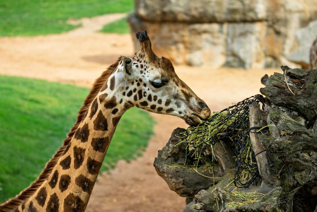 A giraffe gracefully nibbles on foliage at a zoo, showcasing its long neck and unique patterns.
