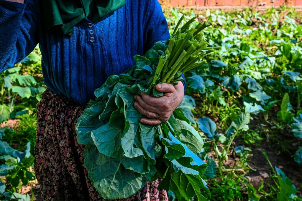 Close-up of a farmer harvesting fresh kale in a sunlit vegetable field.