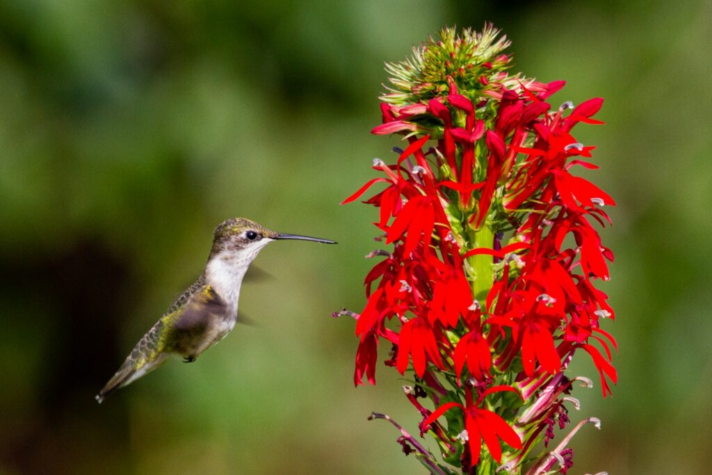 red and green bird on red flower