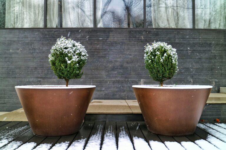 two potted plants on a table