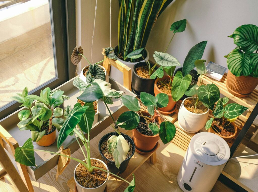 green potted plant on brown wooden table