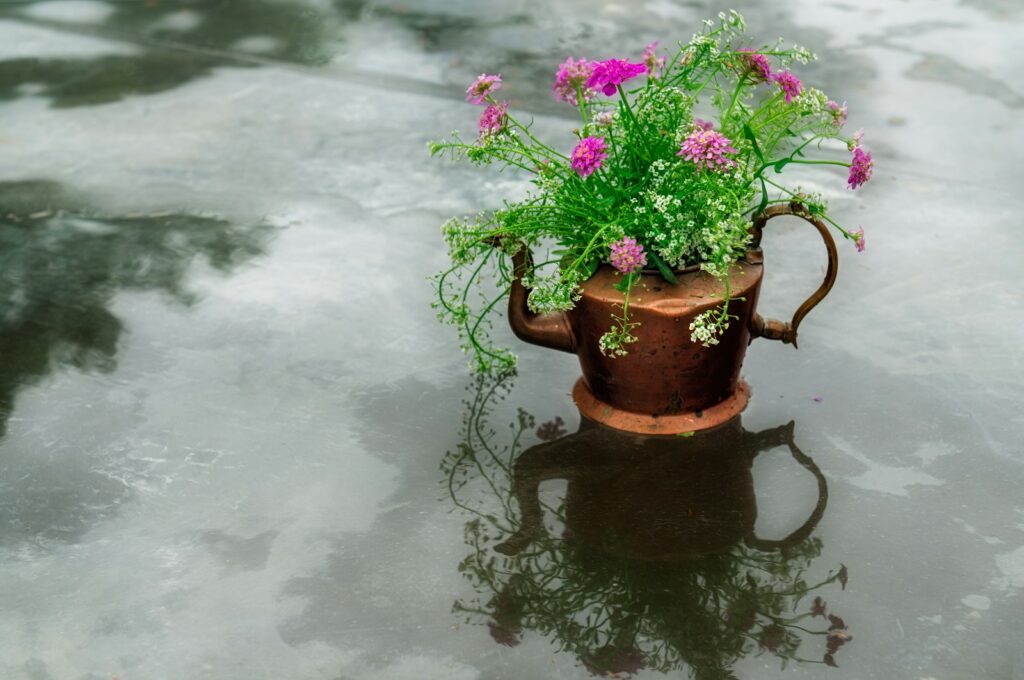a potted plant on a surface