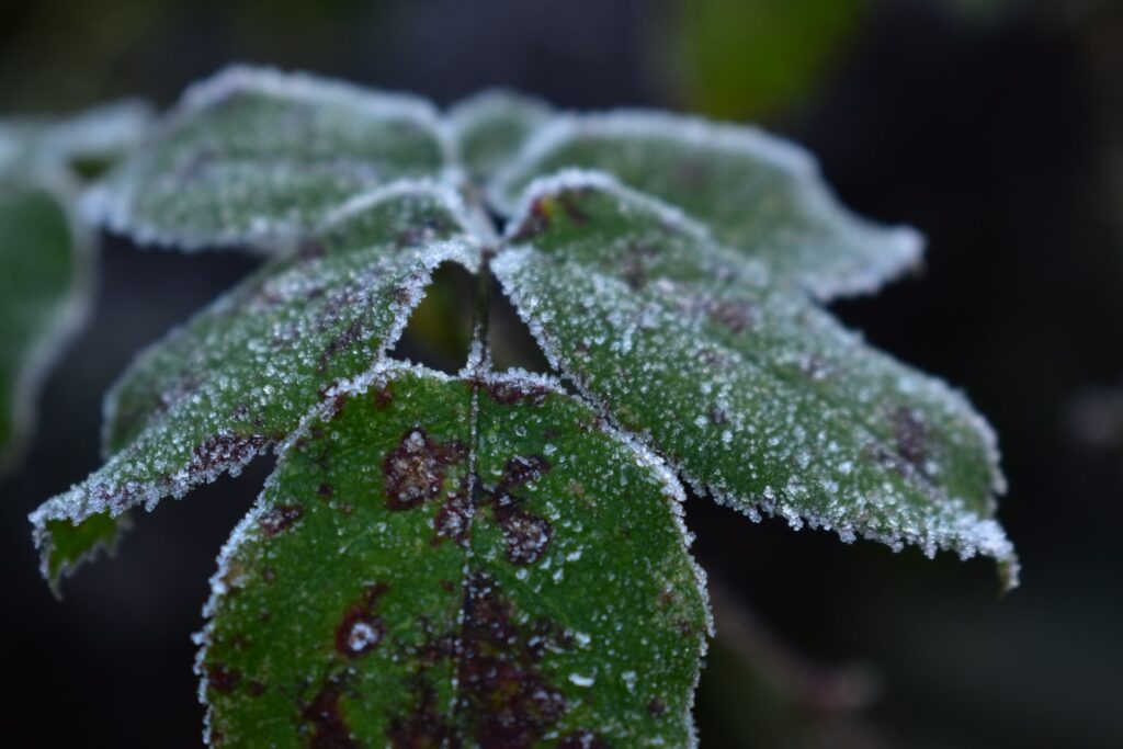 a close up of a leaf
