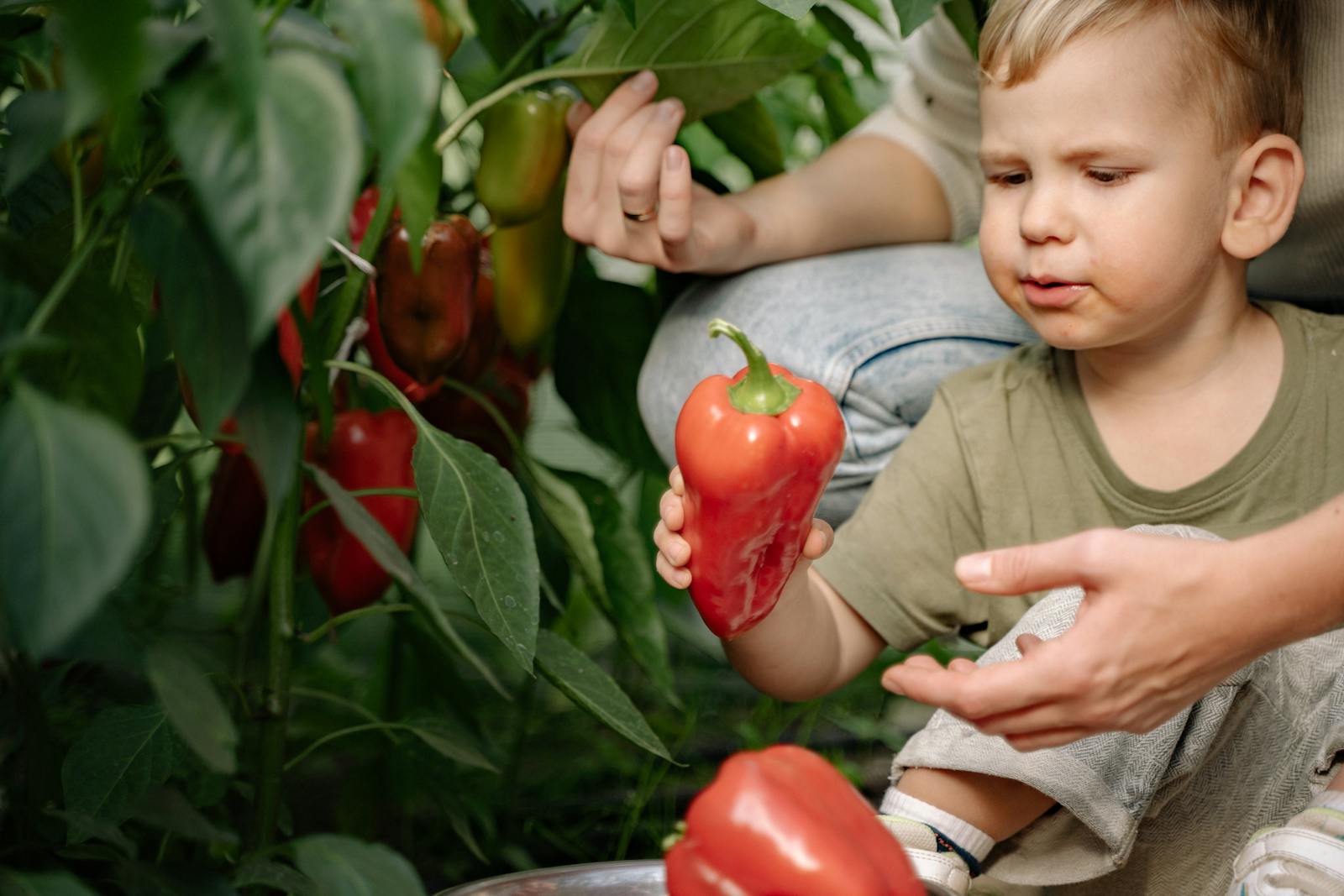 A young boy picking fresh red peppers in a green garden setting.
