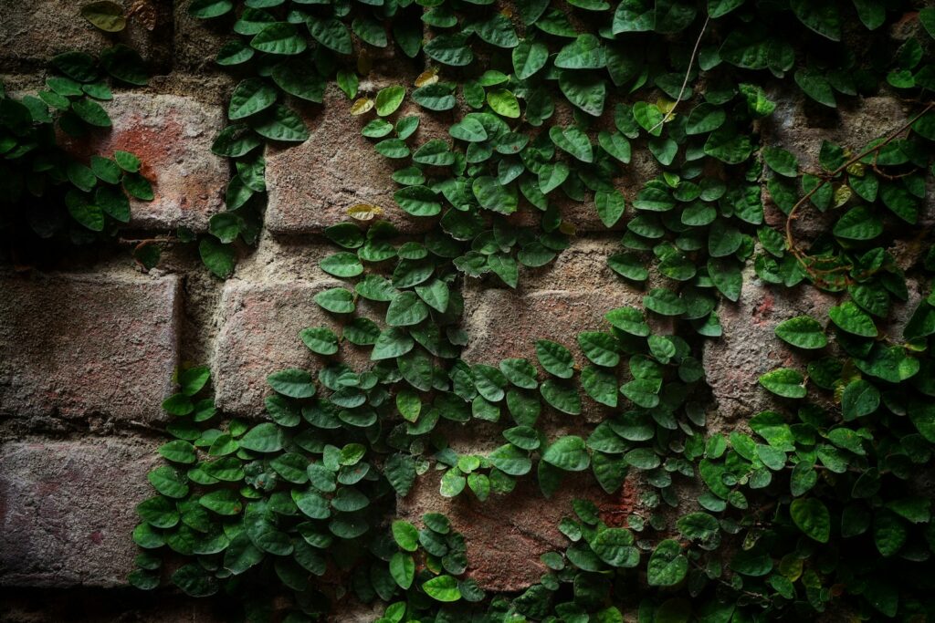 Green ivy growing on a stone wall