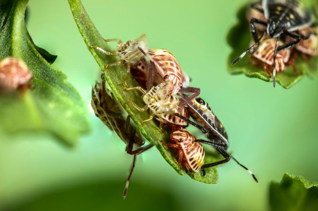 brown winged insects