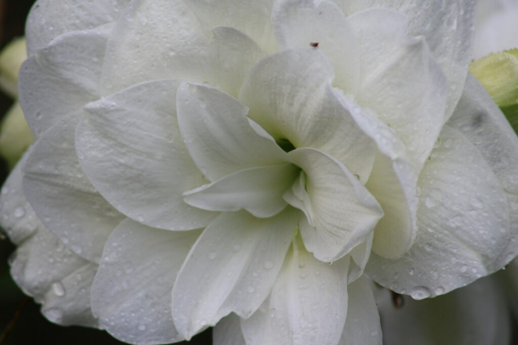 A white flower with water droplets on it