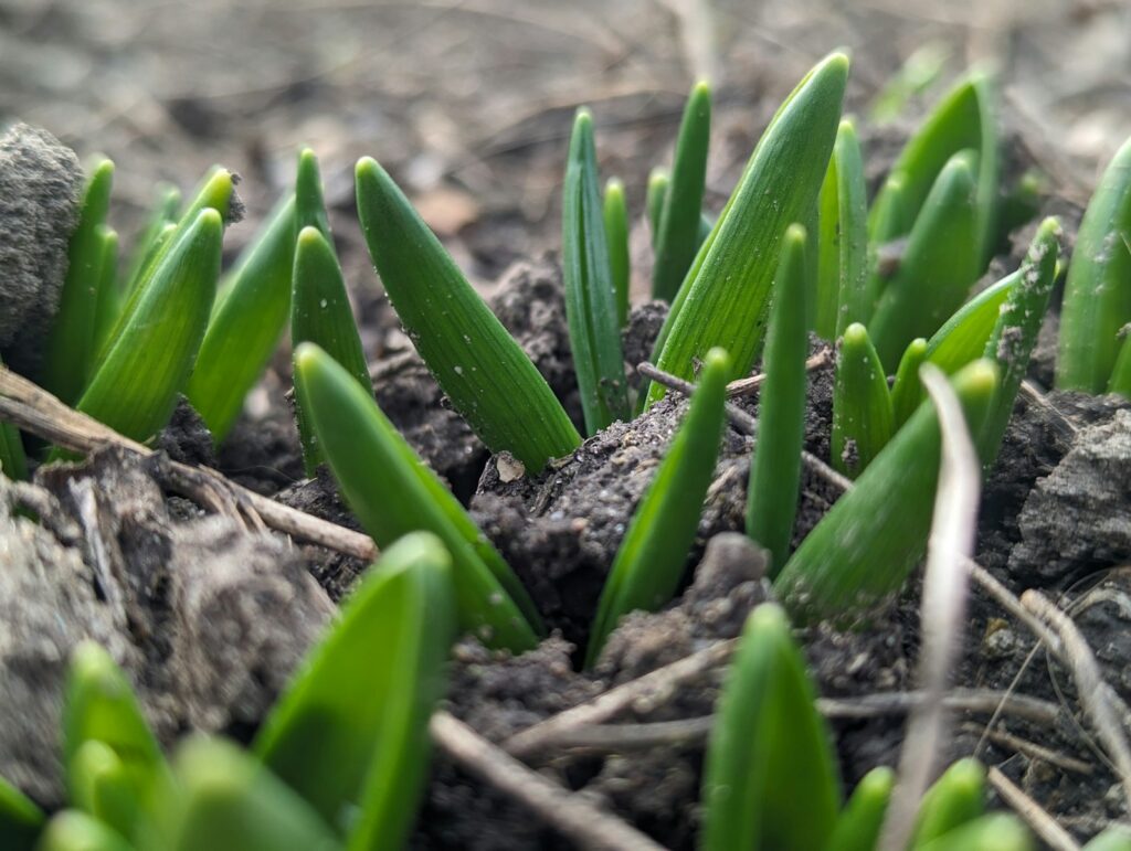 a close up of some grass growing in the dirt