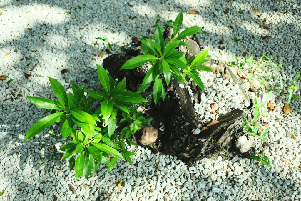 a small green plant growing out of a tree stump