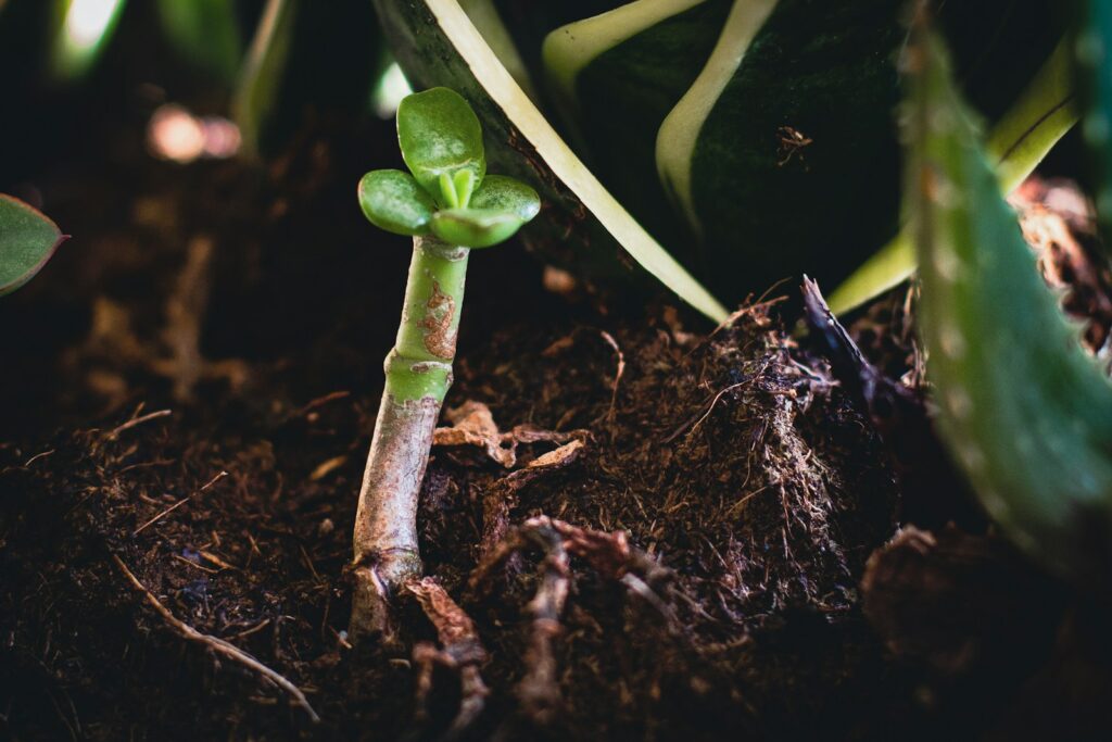 a small plant growing out of the ground