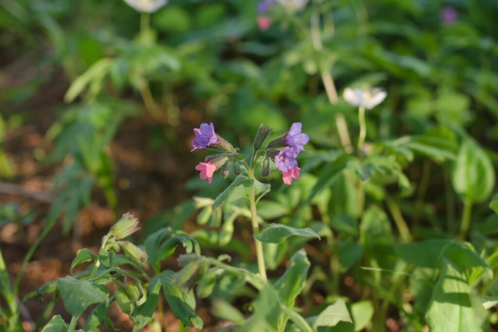 Purple and pink flowers bloom in a garden.