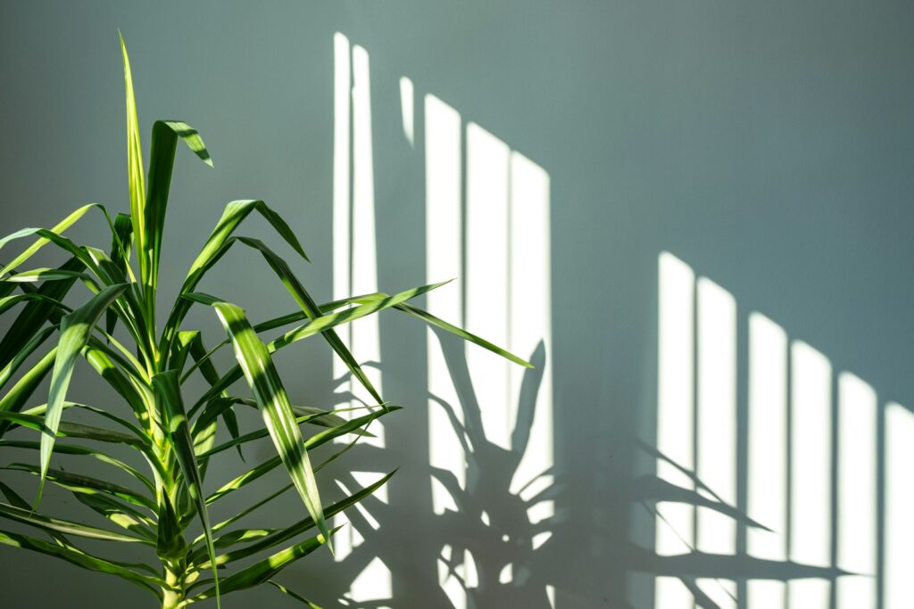A potted plant sitting in front of a window
