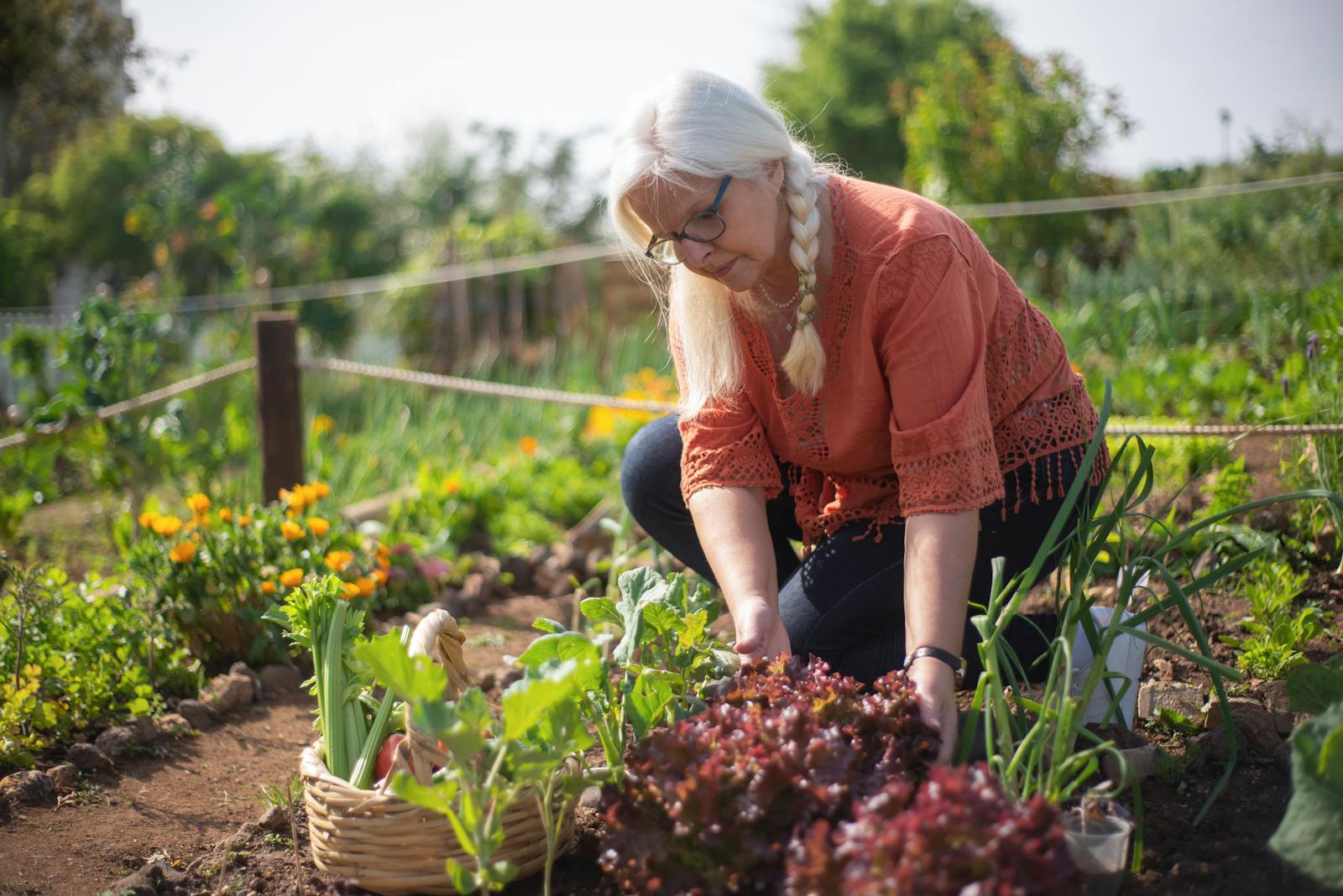 Senior woman tending to vegetable garden in Portugal, showcasing autumn harvest.