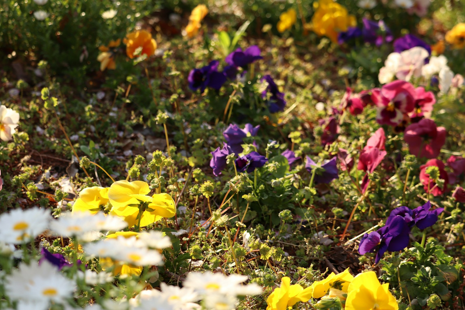 a bunch of flowers that are in the grass