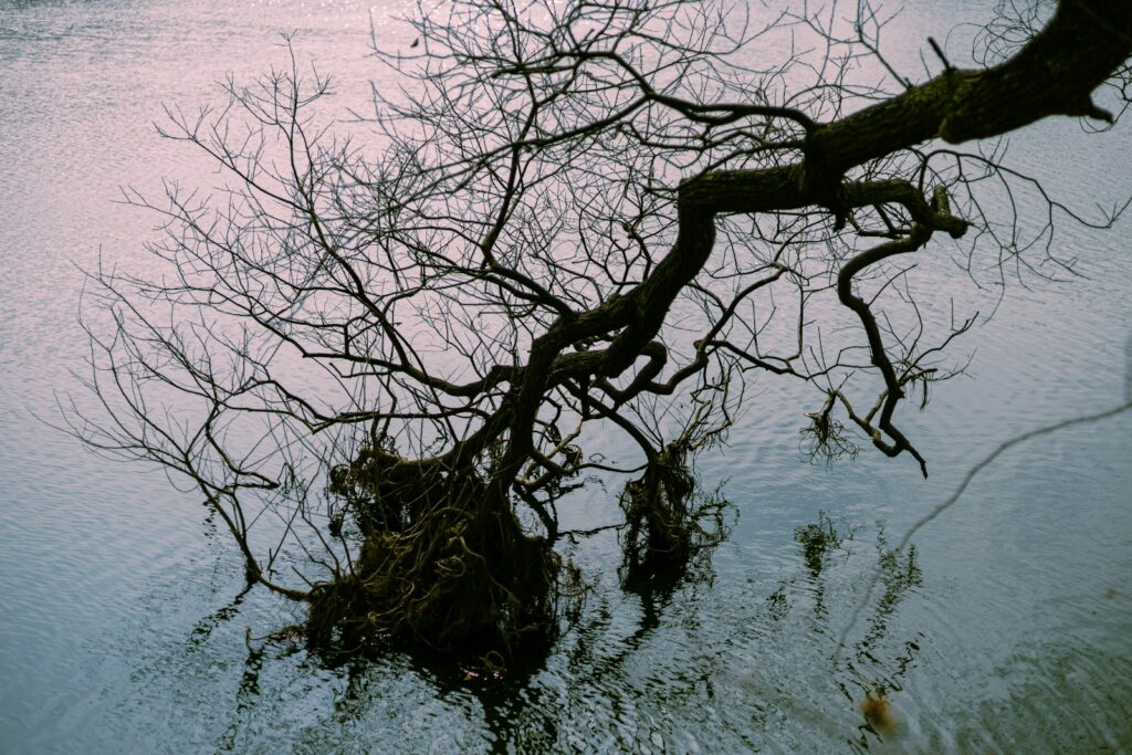 a dead tree in the middle of a body of water