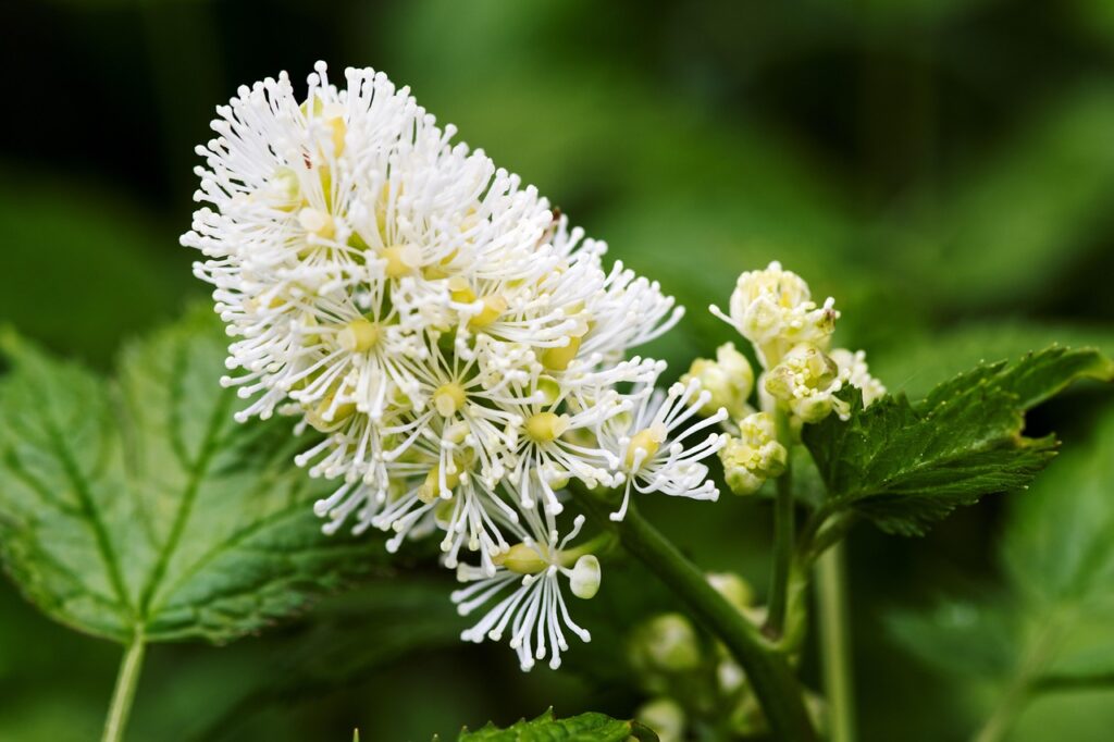 flower, plant, herb, baneberry, actaea, cohosh, ranunculus, flora, botany