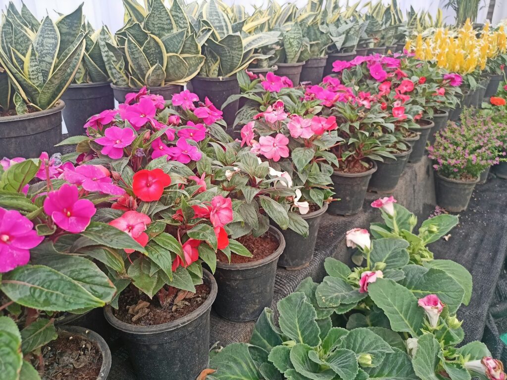 a bunch of flowers that are in some pots