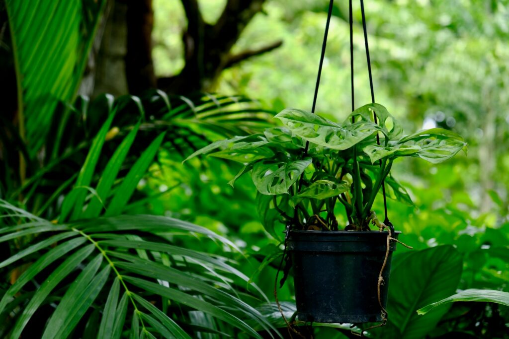 green plant in black pot