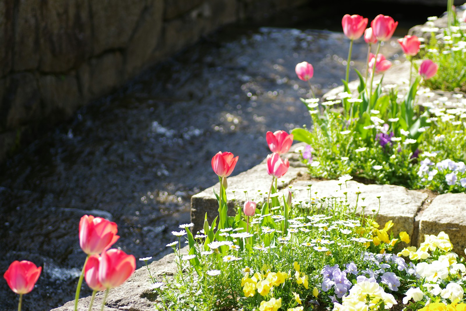 Pink tulips bloom alongside a flowing stream.