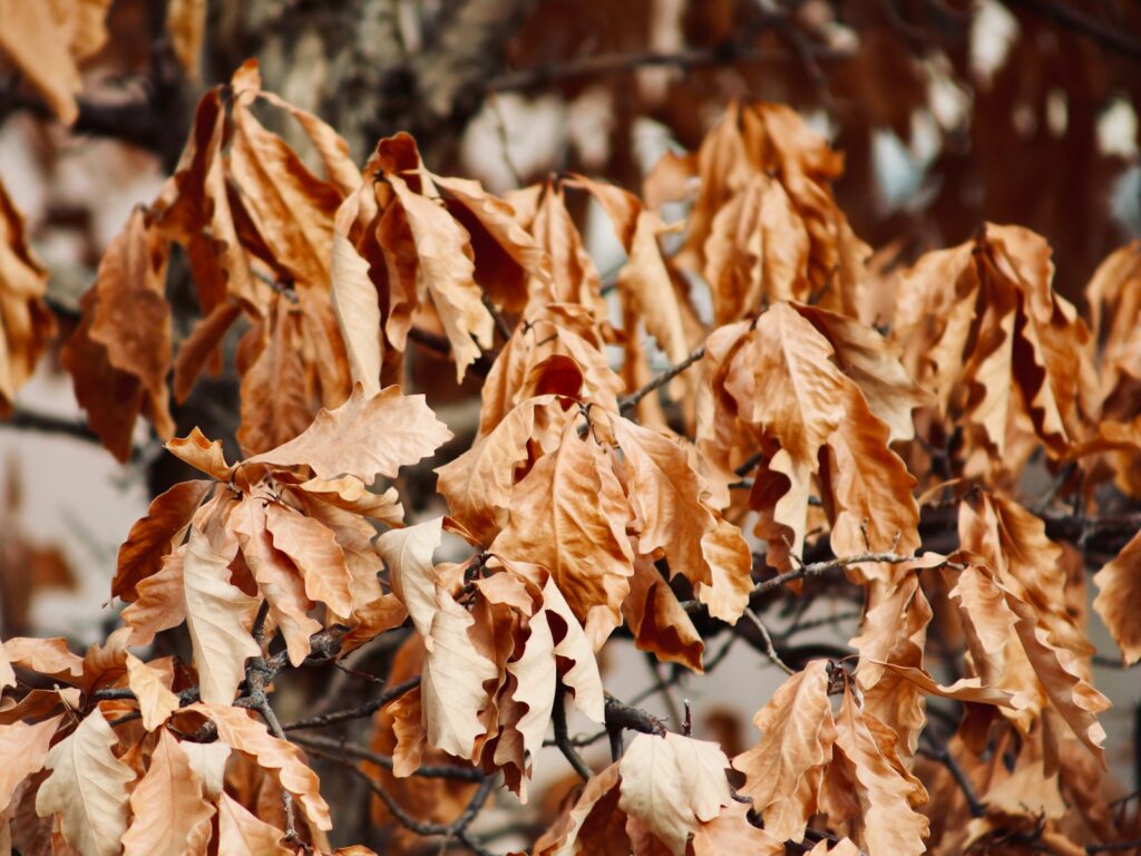 brown leaves on brown wooden fence