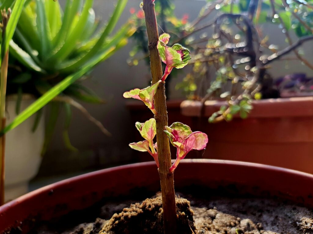 a plant in a pot