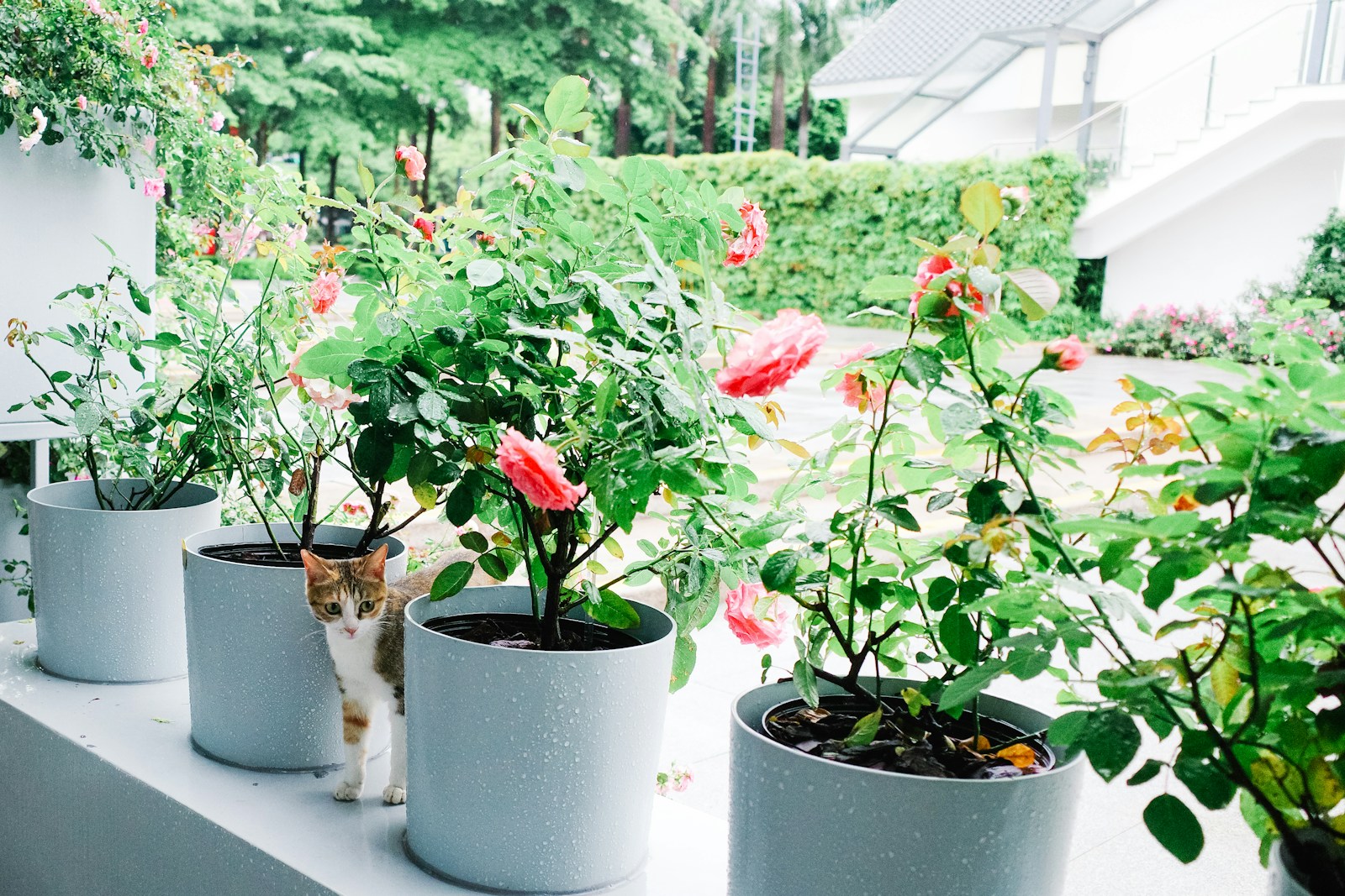 A group of potted plants sitting on top of a window sill